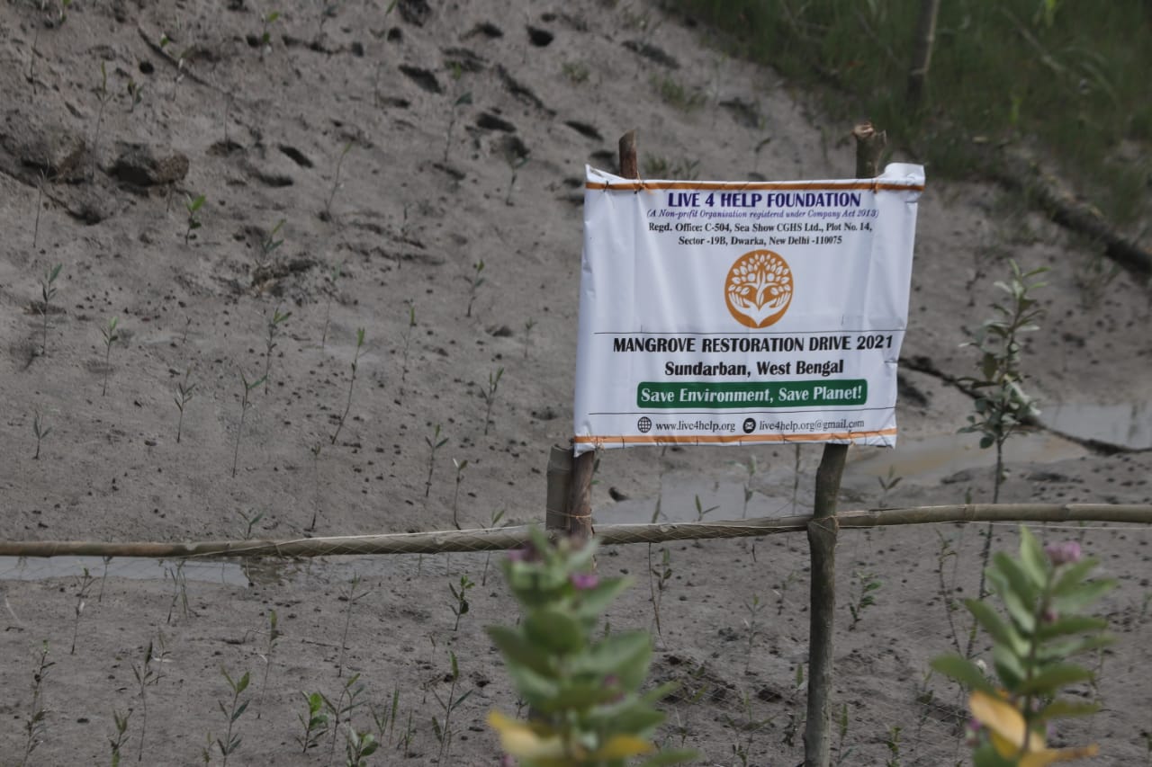 Plantation Drives