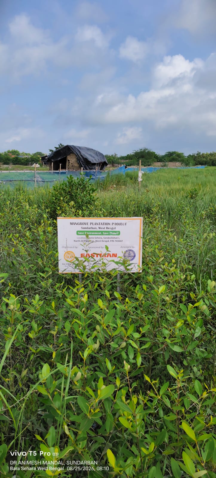 Six Months Later: A Green Shield Takes Root in the Sundarbans detail 4