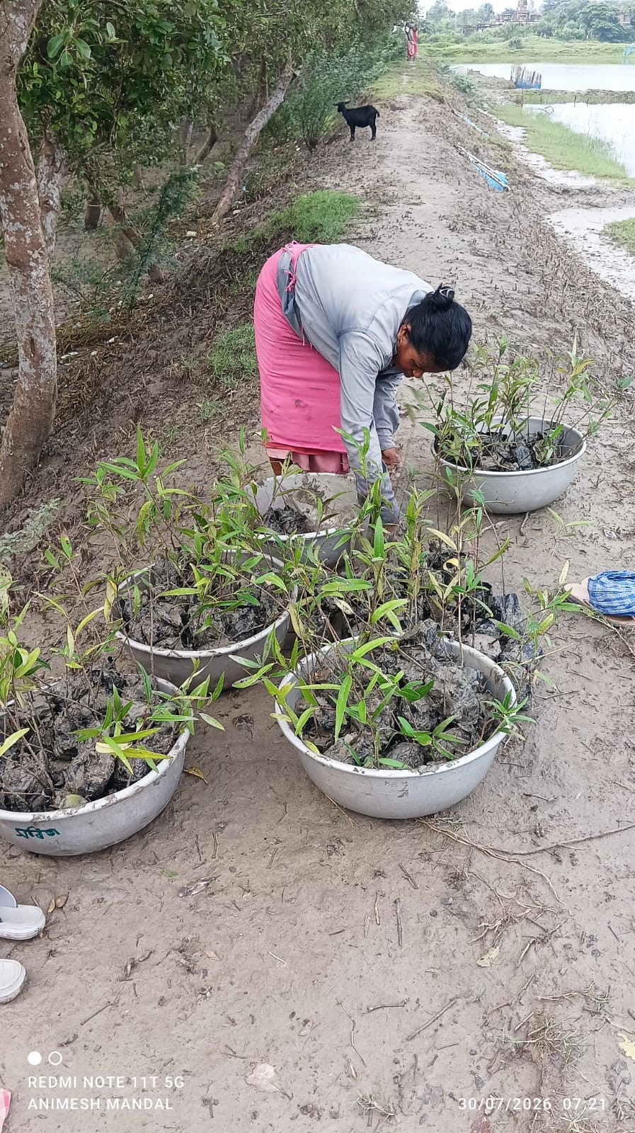 Live 4 Help Foundation Marks Aranya Saptaha with Mangrove Restoration in the Sundarbans detail 4