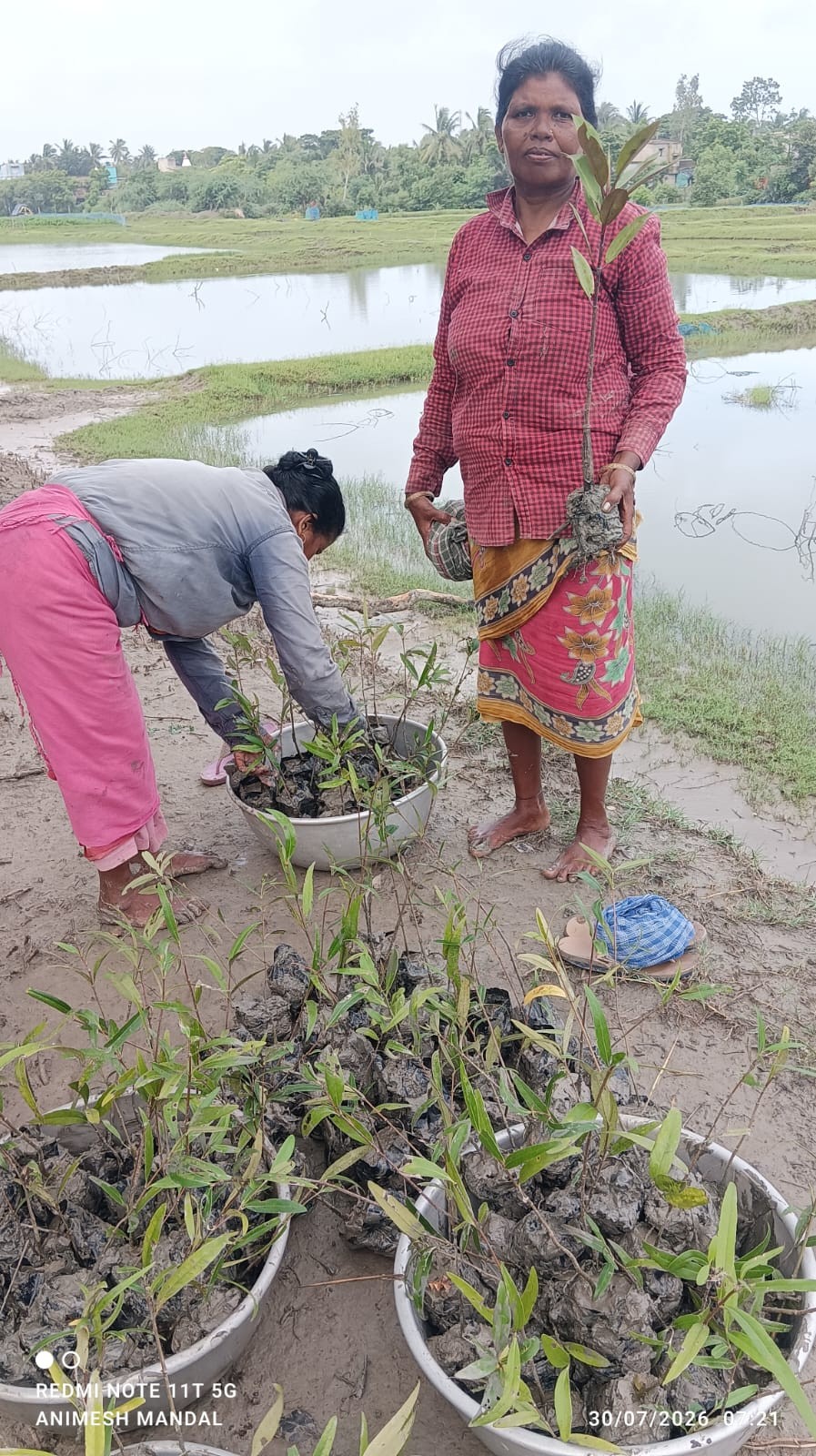 Live 4 Help Foundation Marks Aranya Saptaha with Mangrove Restoration in the Sundarbans detail 5